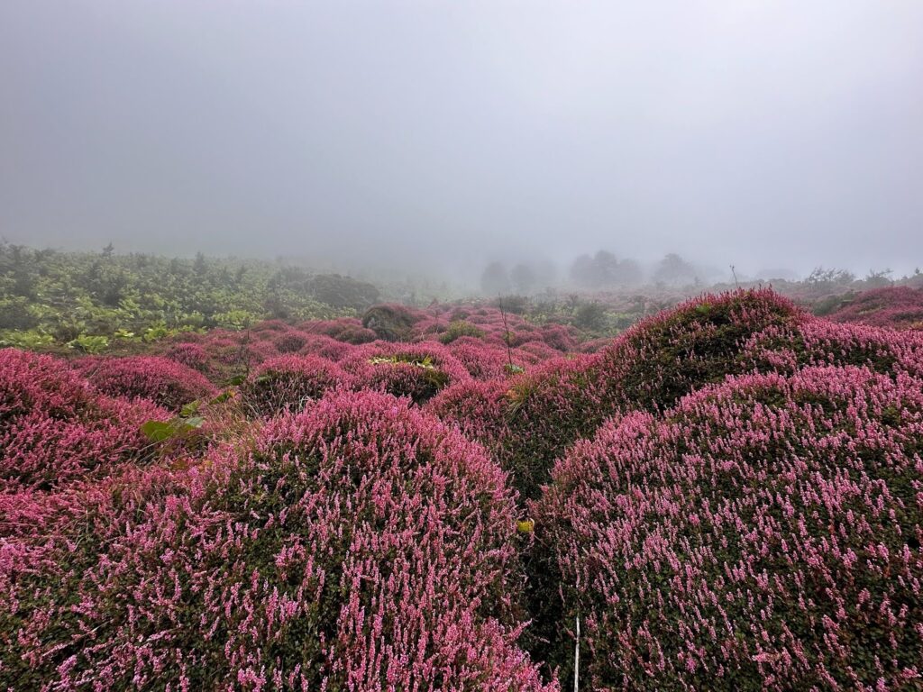 Pink alpine flowers in mist at Sela Pass, Arunachal Pradesh, carpeting the meadow