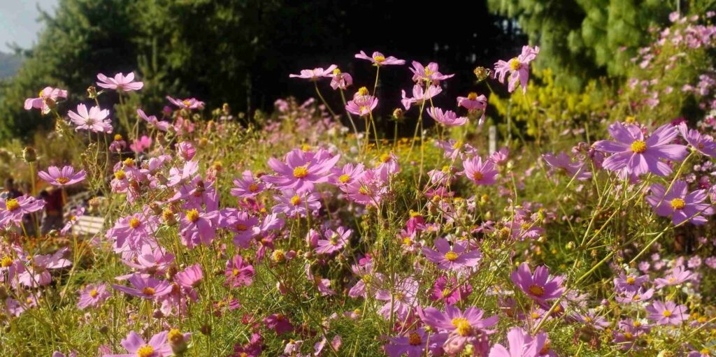 Pink cosmos flowers blooming in sunlight with soft greenery in the background in Arunachal Pradesh